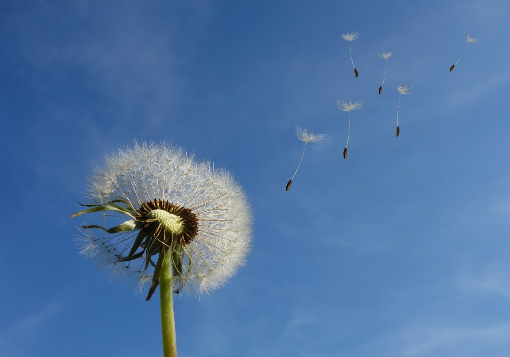 loslaten paardenbloem 1